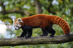 Red panda (Ailurus fulgens) on the tree