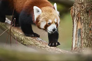 Red panda (Ailurus fulgens), walking on a branch