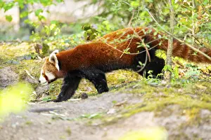 Red panda (Ailurus fulgens) walking on the ground