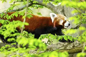 Red panda (Ailurus fulgens) walking on a tree