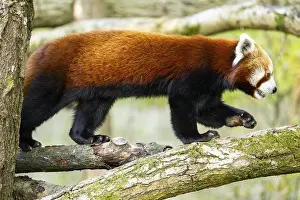 Red panda (Ailurus fulgens) walking on a tree