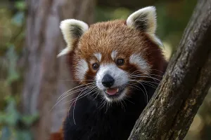 Red panda (Ailurus), portrait, captive