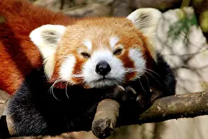 Red panda curious ailurus fulgens