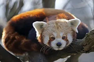 Red Panda or Lesser Panda (Ailurus fulgens)