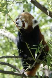 Red Panda, Lesser Panda (Ailurus fulgens)