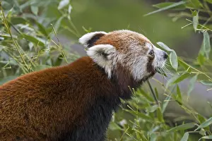 Red panda, lesser panda (Ailurus fulgens) eating bamboo leaves