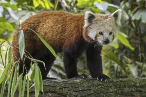 Red panda, lesser panda (Ailurus fulgens) walking over branch in tree
