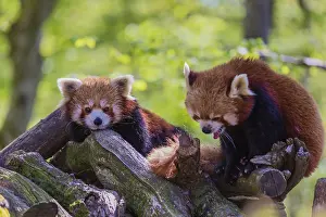 Two red pandas, Ailurus fulgens