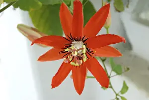 Red passion flower single Passiflora coccinea red granadilla ten petals