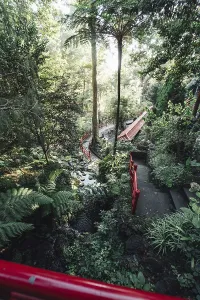 Red pedestrian bridge crosses a river in a densely overgrown forest park