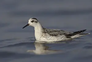 Red Phalarope (Phalaropus fulicarius)