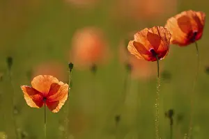 Red poppy (Papaver rhoeas), illuminated by the sun