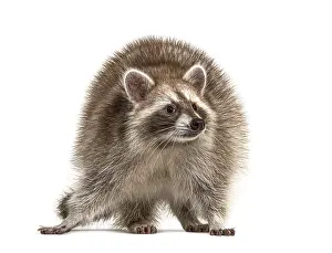 Red Raccoon standing and facing at the camera isolated on white