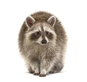 Red Raccoon standing and facing at the camera isolated on white