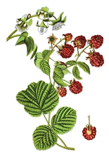Red raspberry (Rubus idaeus), medicinal plant