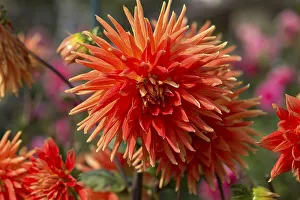 Red ray dahlias (Dahlia), Bavaria, Germany, Europe