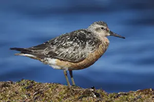 Red red knot (Calidris canutus) in late summer plumage foraging on the Baltic coast
