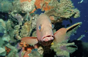 Red Reef two spot red snapper (Lutjanus bohar)