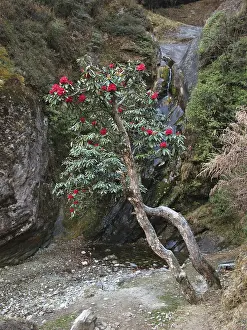 Red rhododendron, national flower of Nepal
