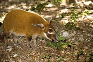 RED RIVER HOG (potamochoerus porcus) OR BUSH PIG