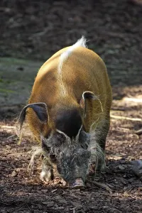 Red River Hog (Potamochoerus porcus pictus)