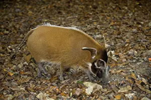 Red River Hog (potamochoerus porcus) or red river hog