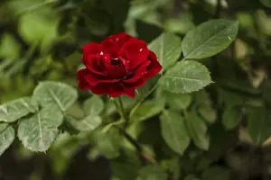 Red Rose (Manou Meilland), selective focus