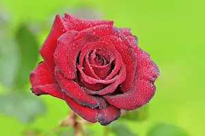 Red rose with raindrops, hybrid tea rose Schwarze Madonna