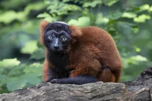 Red ruffed lemur (Varecia rubra)