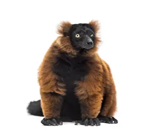 Red ruffed lemur, Varecia rubra