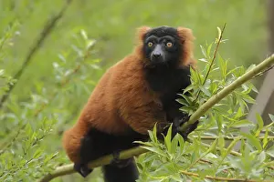 Red ruffed lemur (Varecia rubra), captive