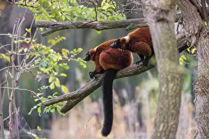 Two Red-ruffed lemurs, Varecia rubra