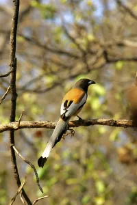 Red rufous treepie (Dendrocitta vagabunda)