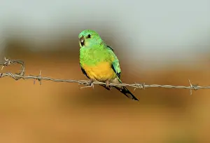 Red-rumped parrot (Psephotus haematonotus)