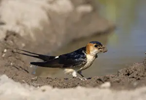 Red-rumped swallow (Hirundo daurica)