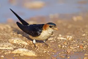 Red-rumped Swallow, Hirundo daurica