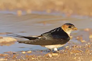 Red-rumped Swallow, Hirundo daurica