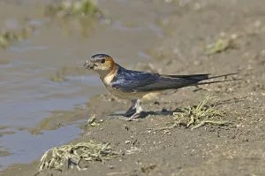 Red-rumped Swallow (Hirundo daurica)