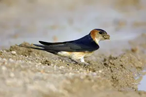 Red-rumped Swallow (Hirundo daurica) collecting nesting material
