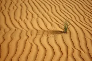 Red sand, sand dunes, Empty Quarter region of Rub'al-Khali desert where only few plants survive