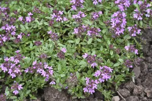 Red sand thyme (Thymus serpyllum) Coccineus'<br> Red sand thyme (Thymus serpyllum) Coccineus