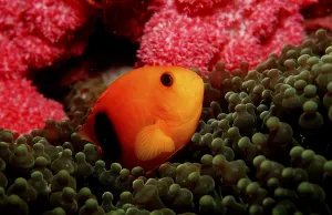 Red Sattleback Clownfish, Andaman sea