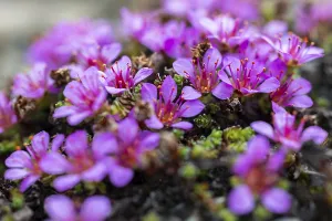 Red saxifrage (Saxifraga oppositifolia)
