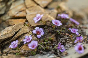 Red saxifrage (Saxifraga oppositifolia)