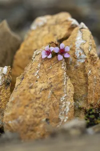 Red saxifrage (Saxifraga oppositifolia)