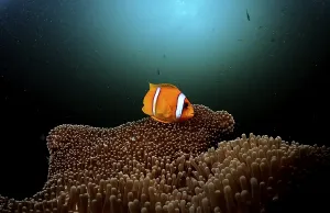 Red Sea Anemonefish, Amphiprion bicinctus