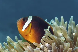 Red Sea anemonefish, (Amphiprion bicinctus)