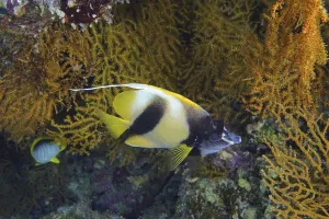 Red Sea bannerfish (Heniochus intermedius)