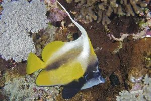 Red Sea bannerfish (Heniochus intermedius)