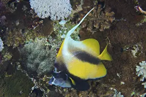 Red Sea bannerfish (Heniochus intermedius)